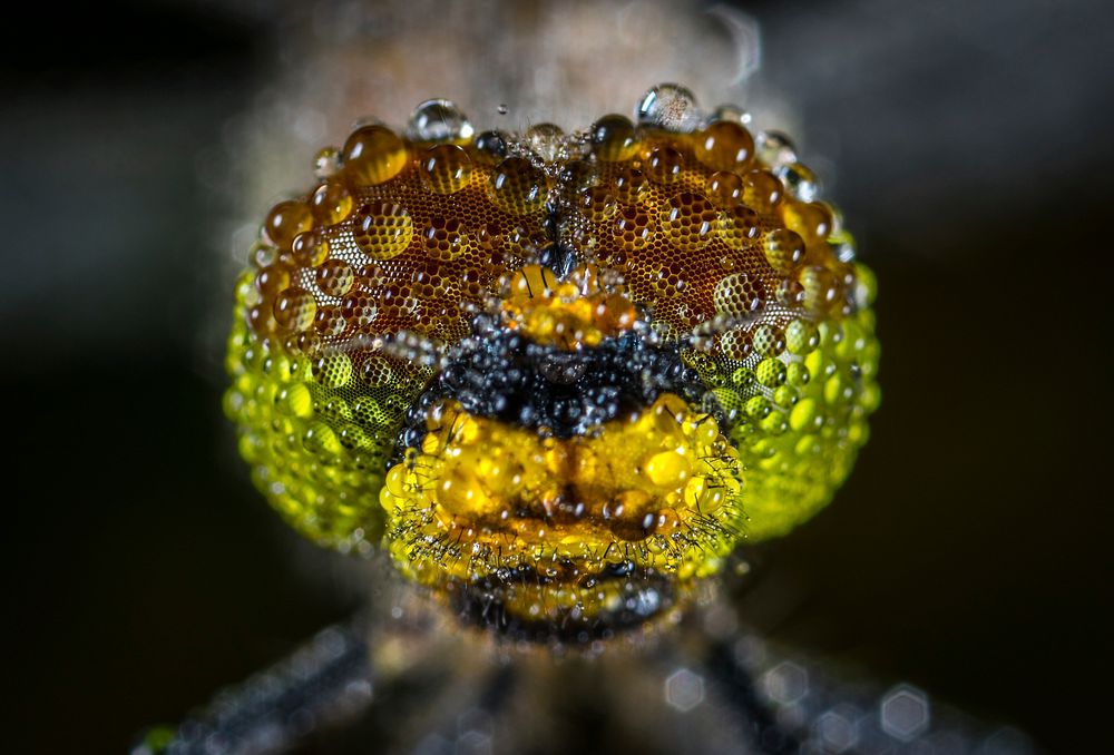 Free macro dragonfly head image, public domain animal CC0 photo.