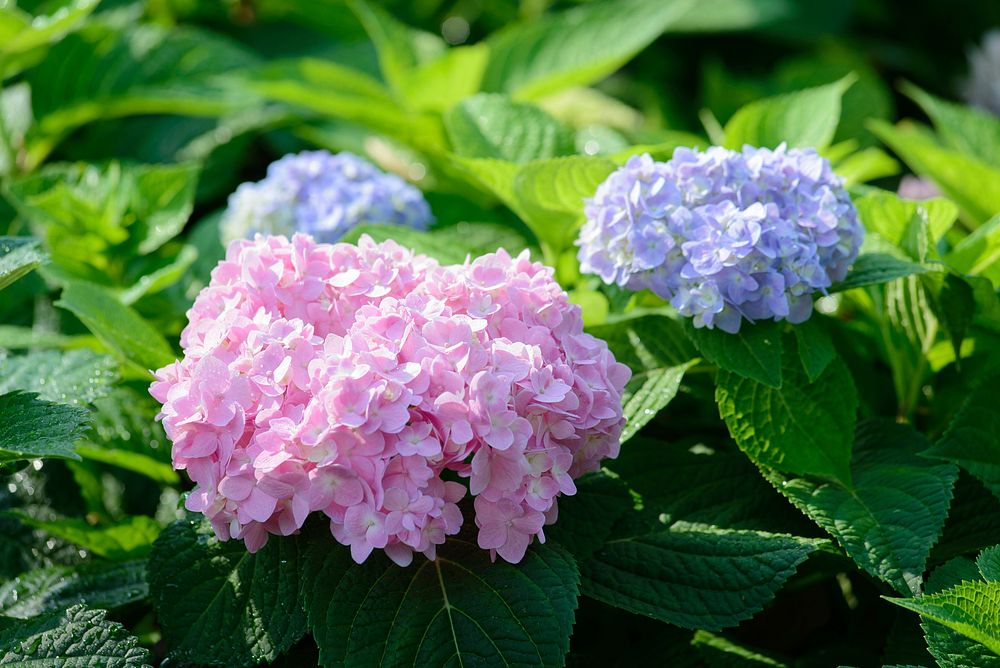 Free hydrangea image, public domain flower CC0 photo.