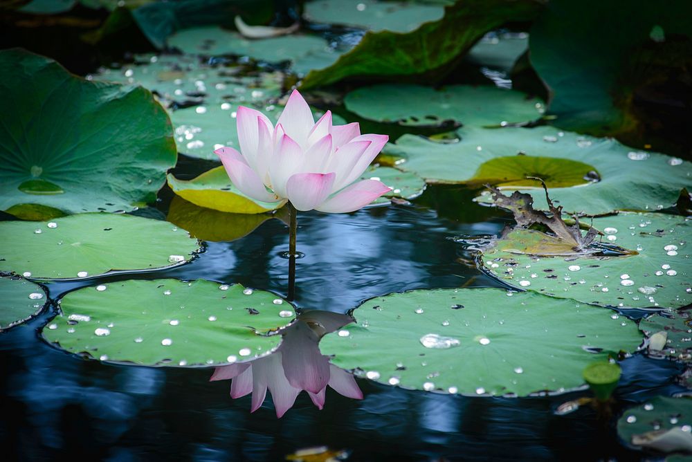 Free water lily image, public domain flower CC0 photo.