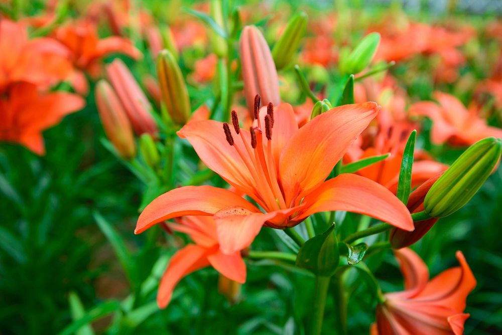 Free tiger lily image, public domain flower CC0 photo.