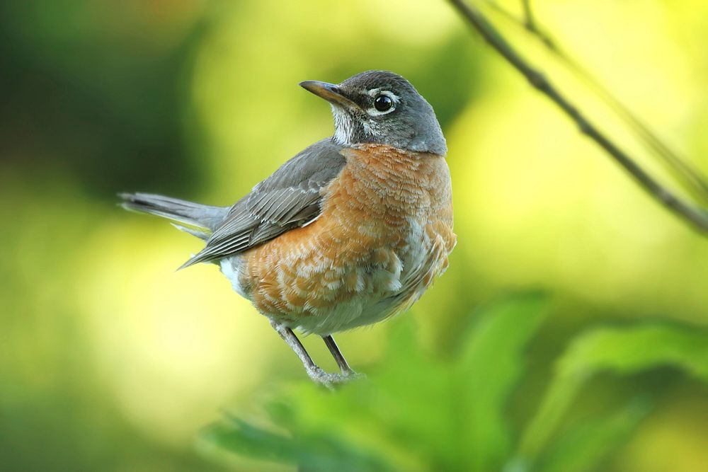 Free robin image, public domain bird CC0 photo.