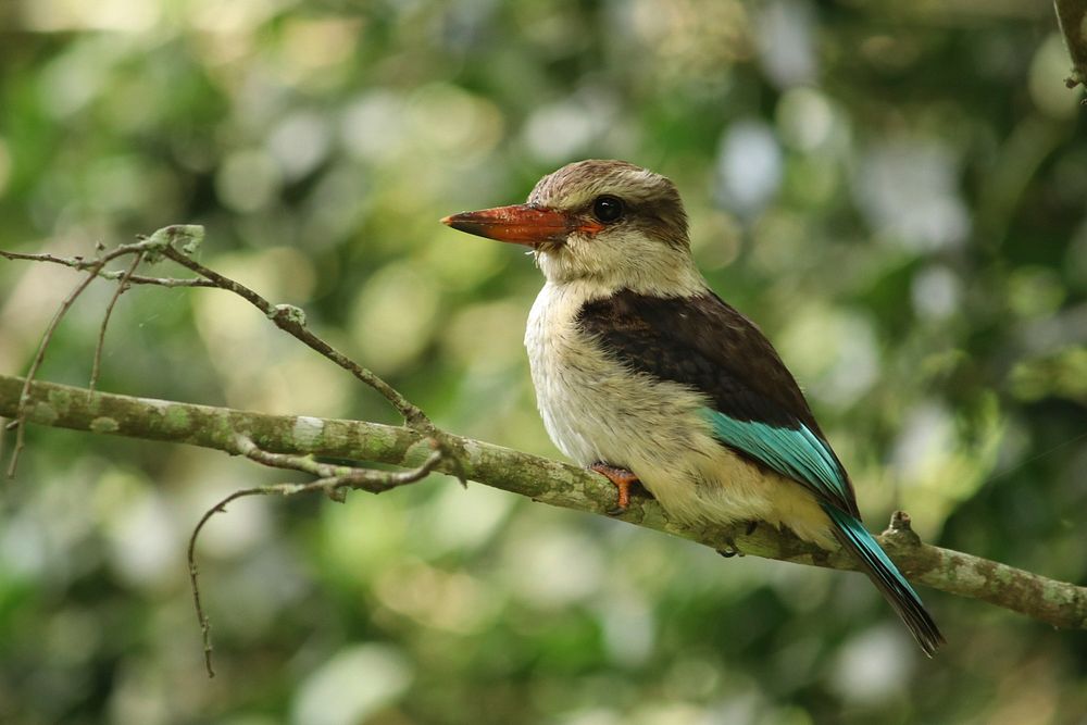 Free kingfisher image, public domain bird CC0 photo.
