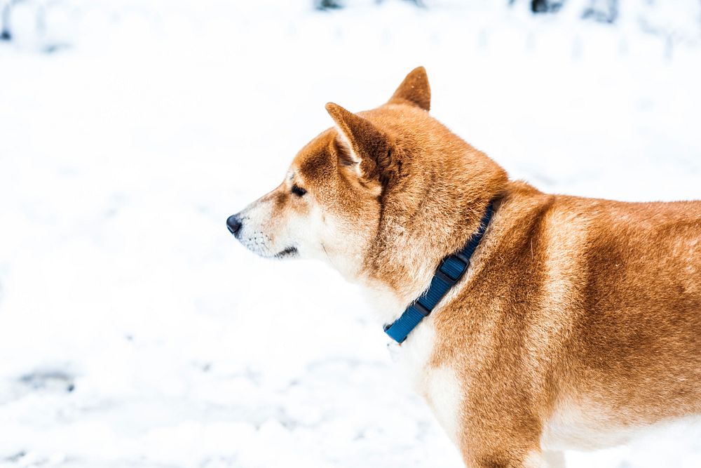 Free shiba inu dog standing on snow image, public domain animal CC0 photo.