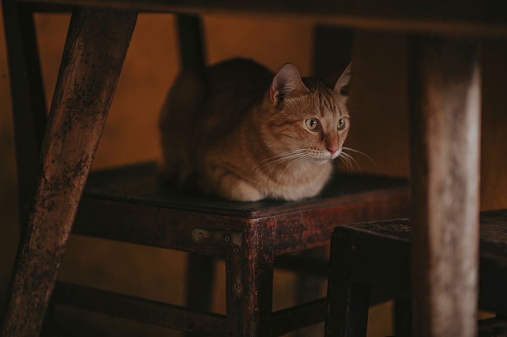 Free ginger cat sitting image, public domain CC0 photo.