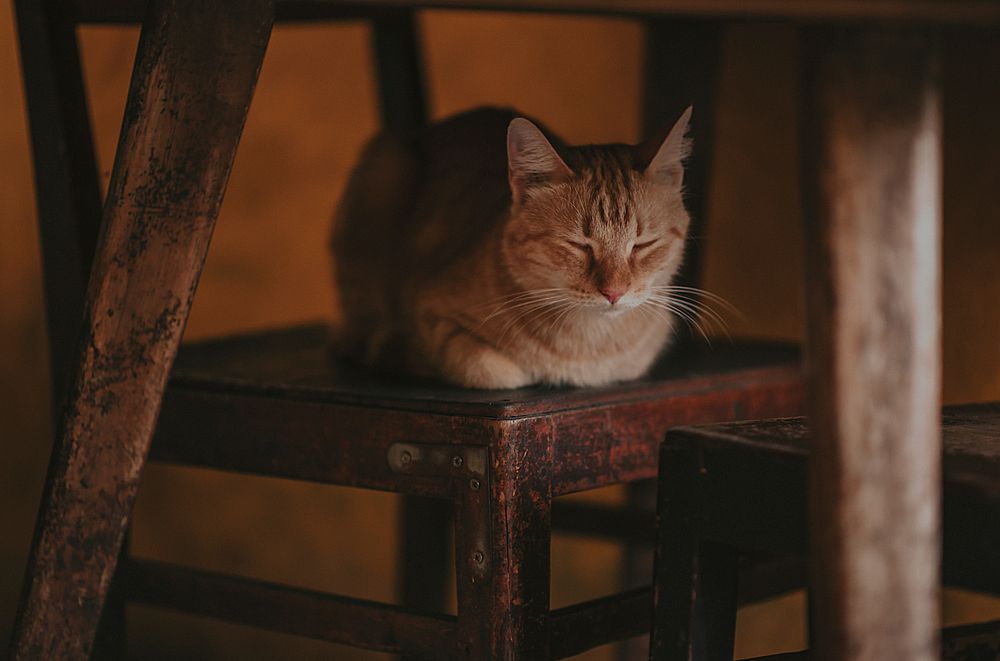 Free ginger cat sitting image, public domain CC0 photo.