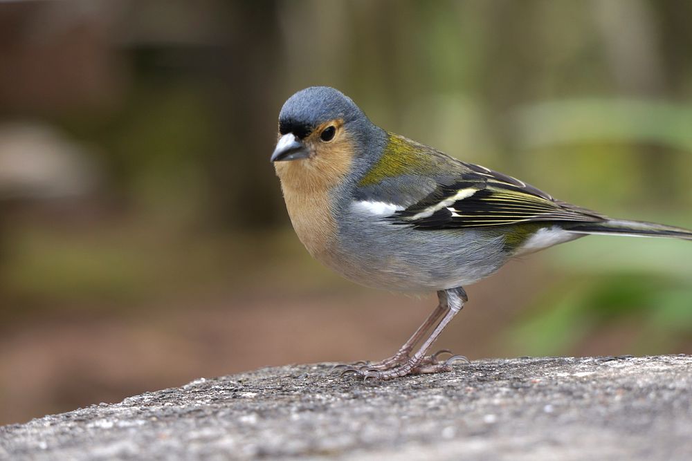 Free chaffin bird image, public domain animal CC0 photo.