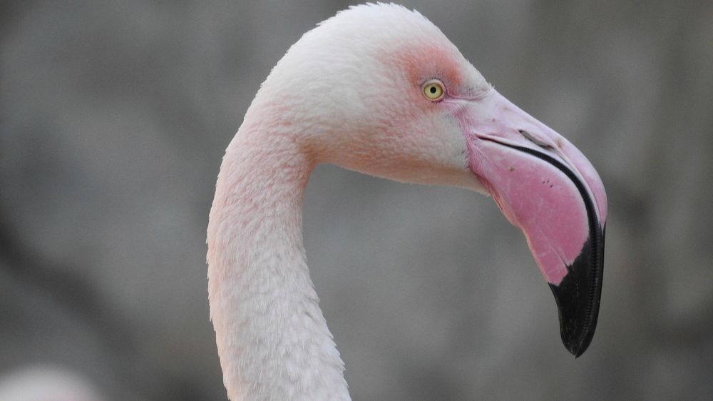 Free flamingo head close up photo, public domain animal CC0 image.