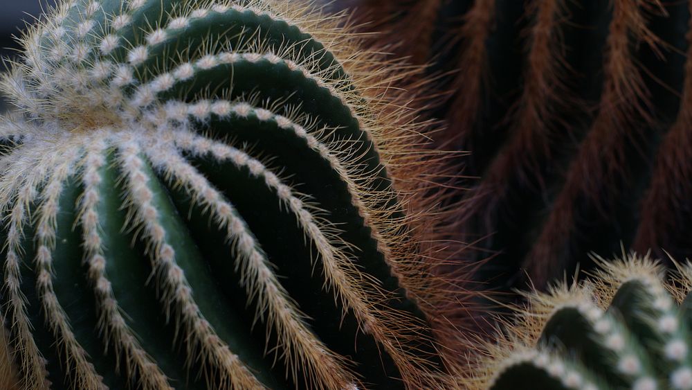 Free cactus image, public domain CC0 photo.