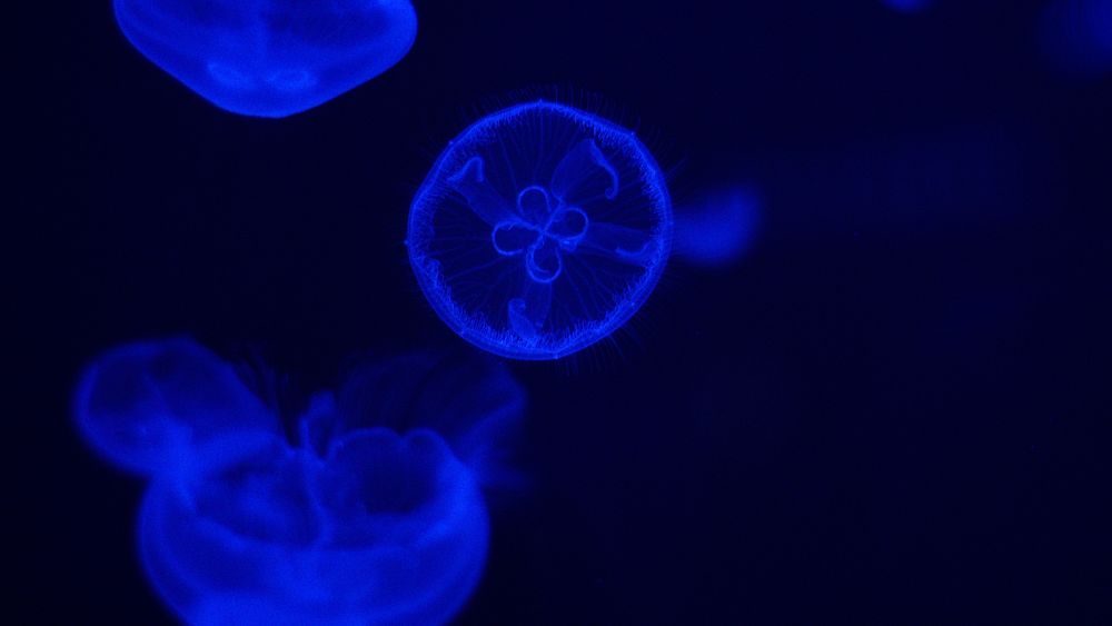 Free jellyfish image, public domain animal CC0 photo.