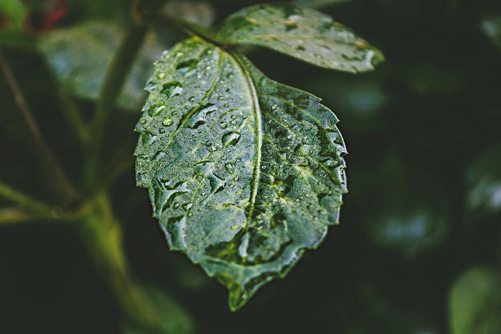 Leaf with water droplets, free public domain CC0 photo