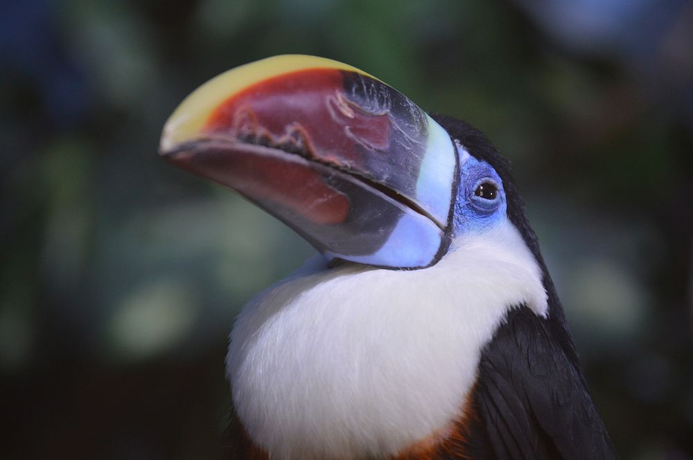 Free toucan image, public domain bird CC0 photo.