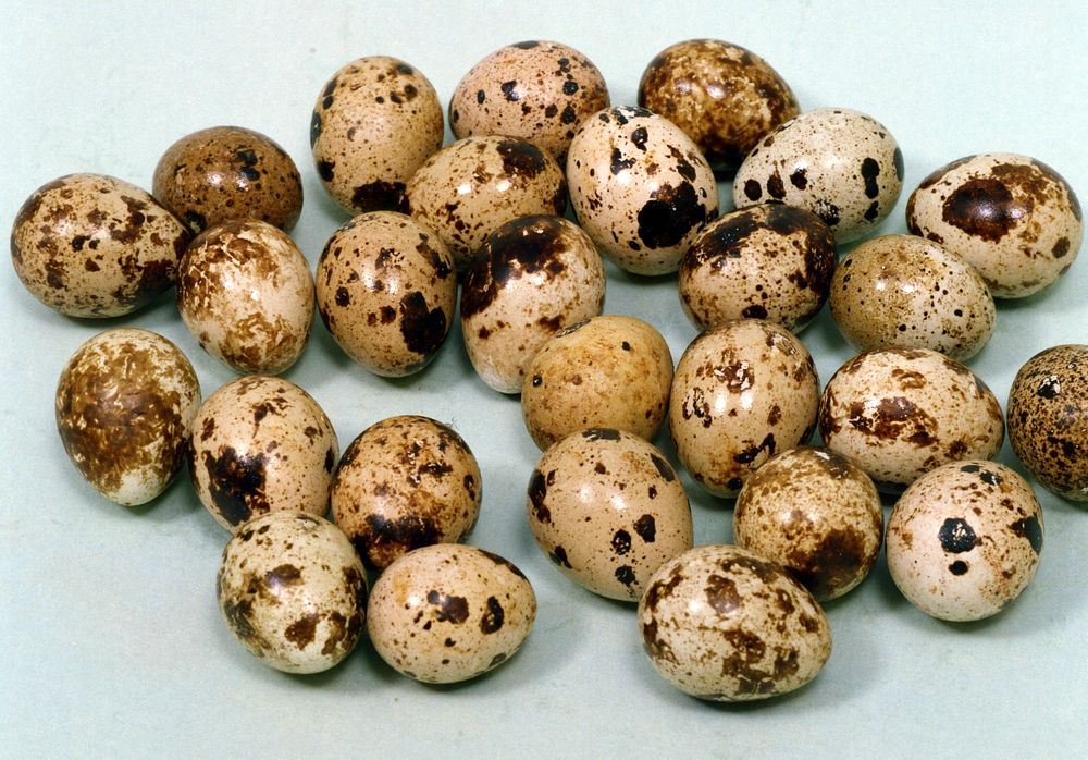 Free quail eggs image, public domain food CC0 photo.