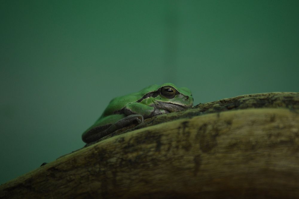 Free green frog close up public domain CC0 photo.