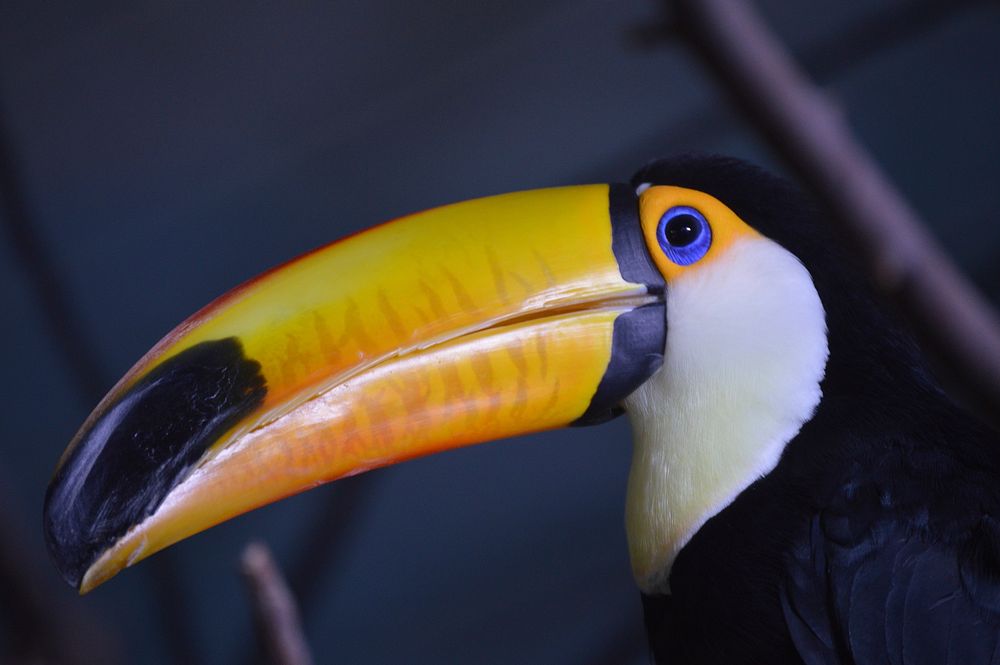 Free toucan bird image, public domain animal CC0 photo.