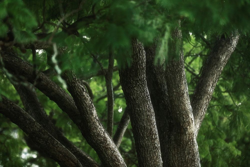 Free tall green trees in forest photo, public domain nature CC0 image.