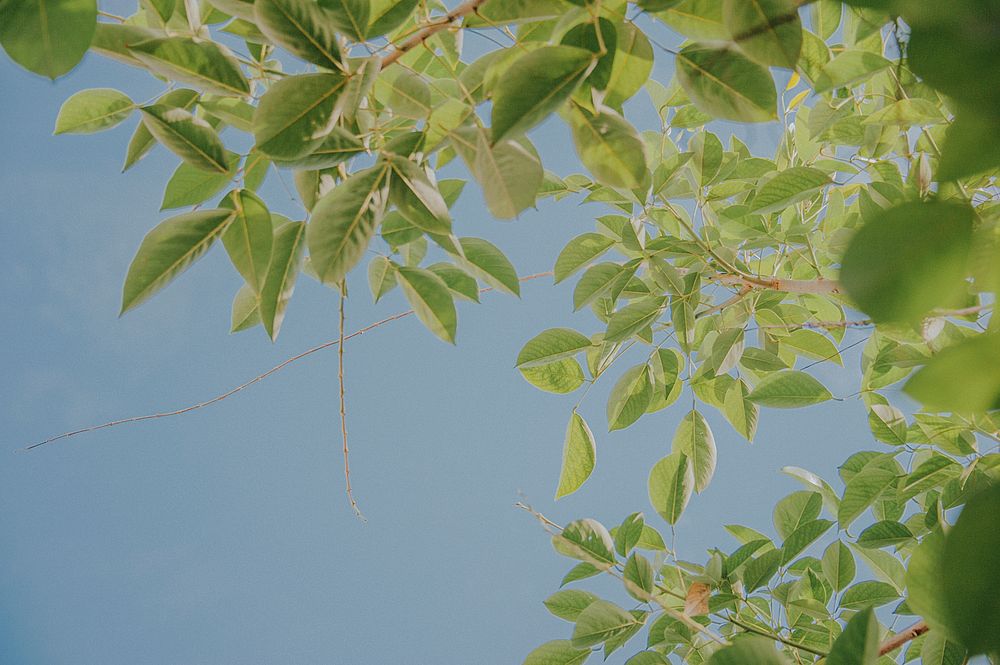 Free tree branch leaves closeup photo, public domain nature CC0 image.