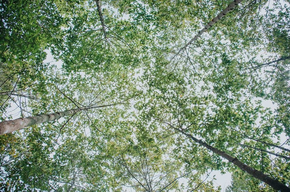 Free tall green trees in forest photo, public domain nature CC0 image.