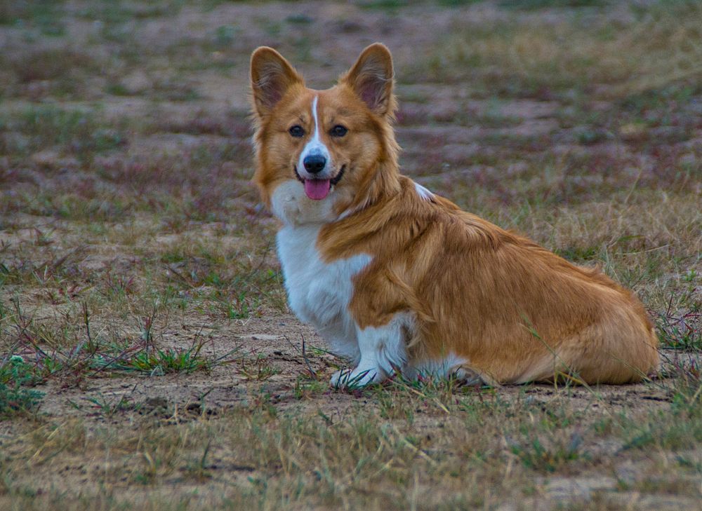 Free welsh corgi dog on grass ground image, public domain animal CC0 photo.