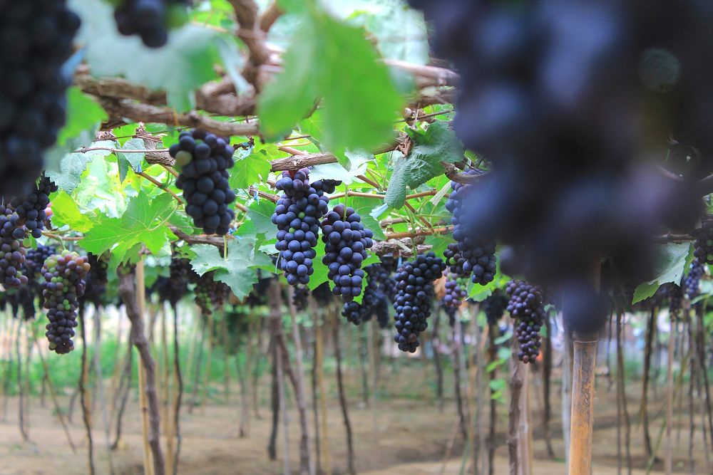 Free purple grape image, public domain fruit CC0 photo.