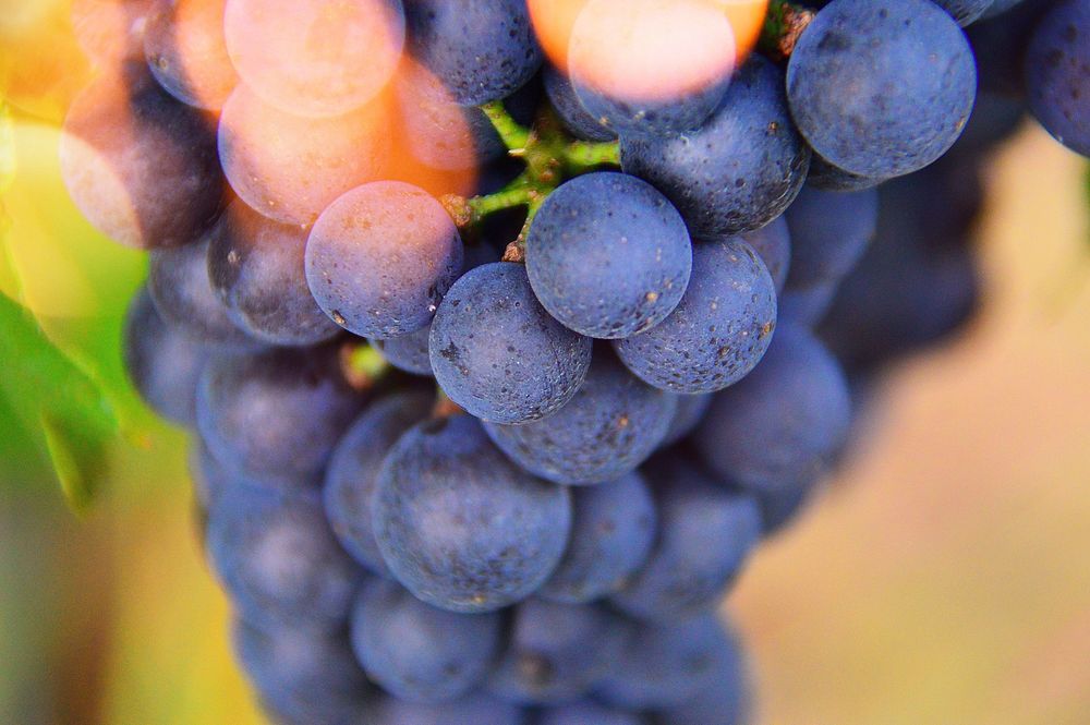 Free purple grape image, public domain fruit CC0 photo.