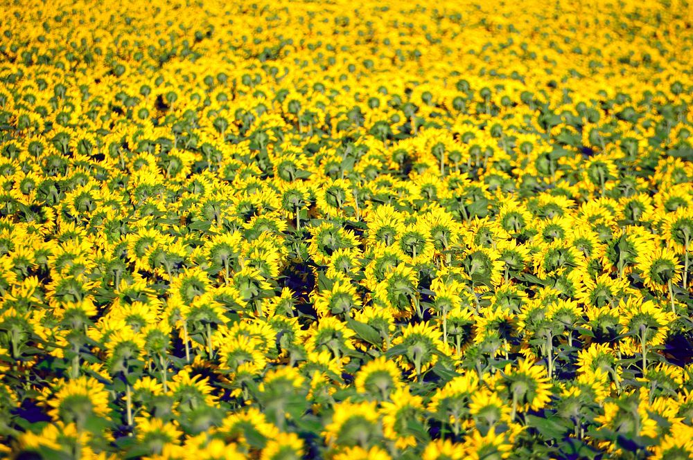 Sunflower farm. Free public domain CC0 photo.
