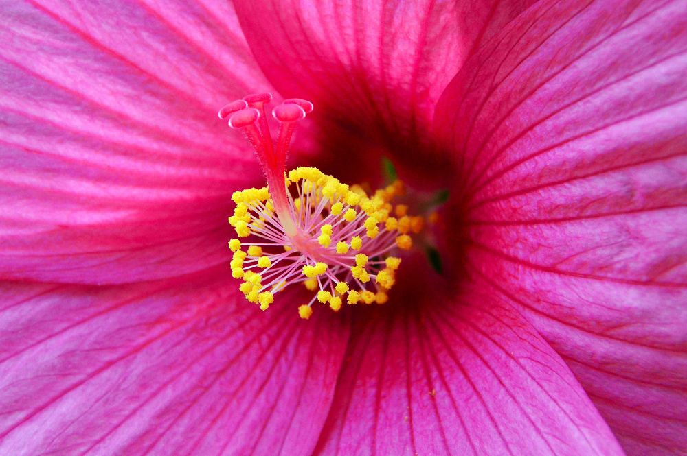 Free pink hibiscus macro image, public domain flower CC0 photo.