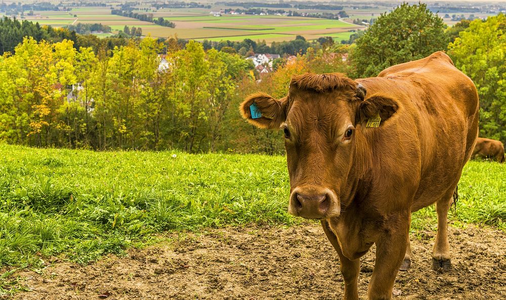 Free cow standing on grass image, public domain animal CC0 photo.