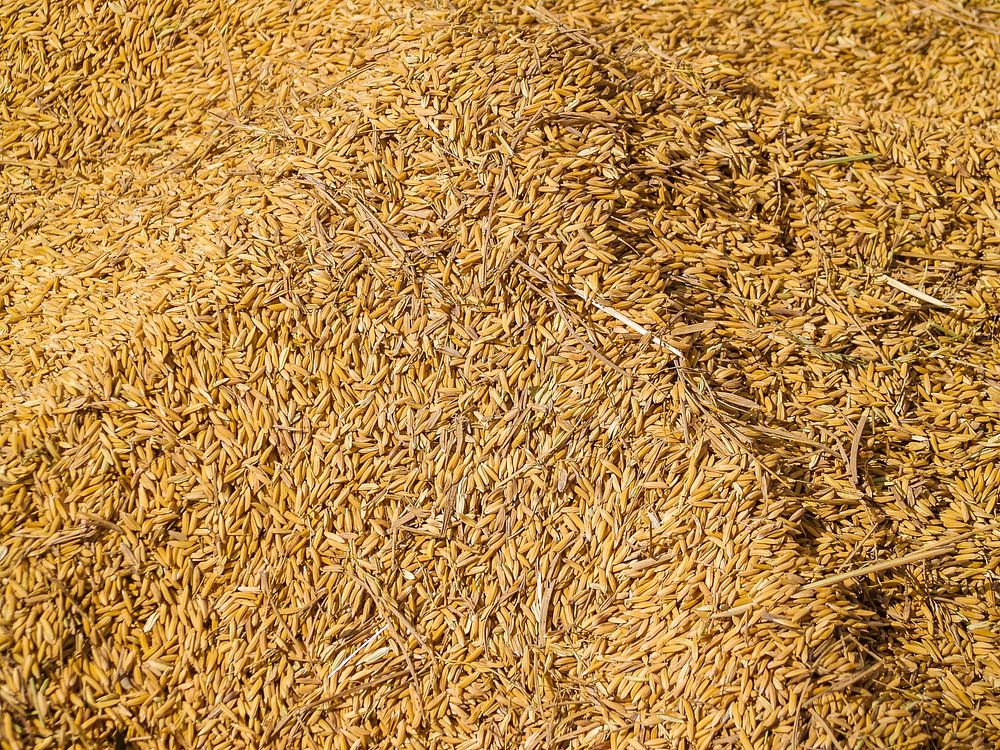Free wheat image, public domain food CC0 photo.