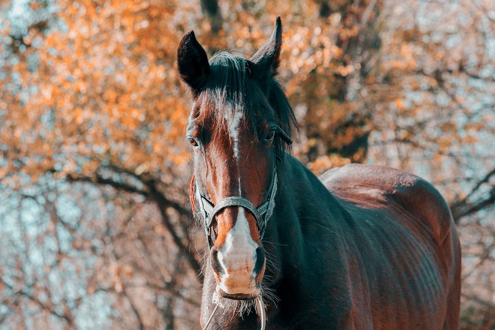 Free image of brown horse in grass, public domain animal CC0 photo.