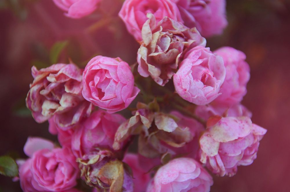 Free pink roses image, public domain flower CC0 photo.