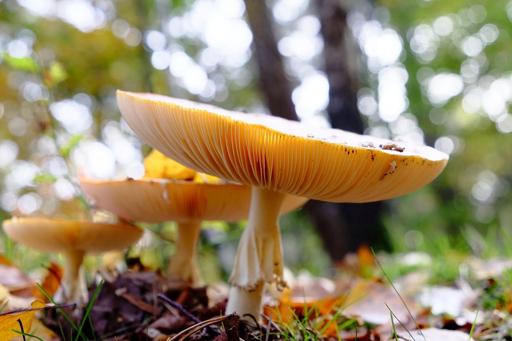 Free mushroom photo, public domain plant CC0 image.