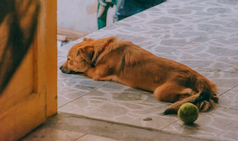 Free brown dog lying on tile floor image, public domain animal CC0 photo.