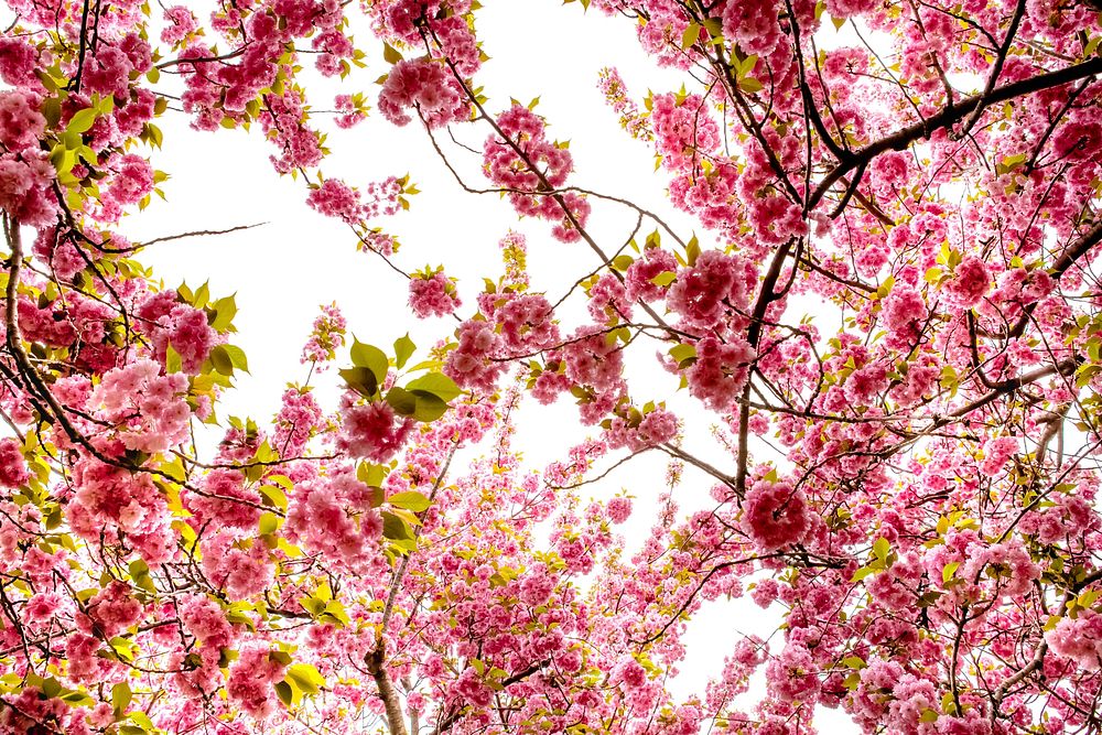 Free pink cherry blossom image, public domain flower CC0 photo.