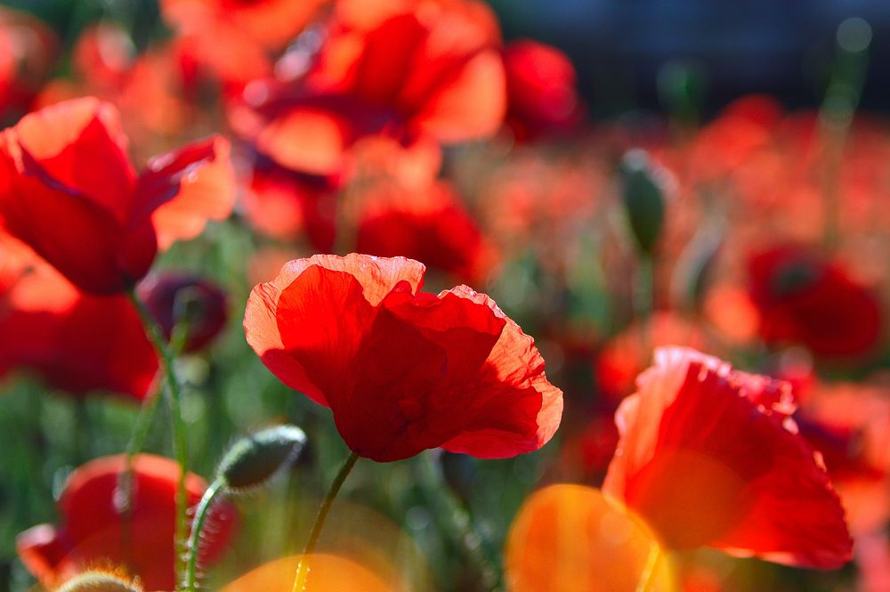 Free red poppy image, public domain flower CC0 photo.