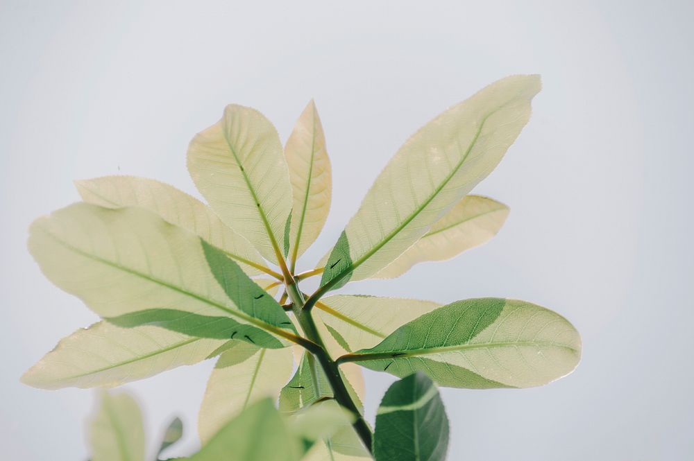 Free green leaves image, public domain plant CC0 photo.