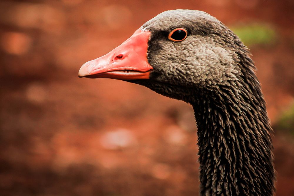 Free close up goose's head image, public domain animal CC0 photo.