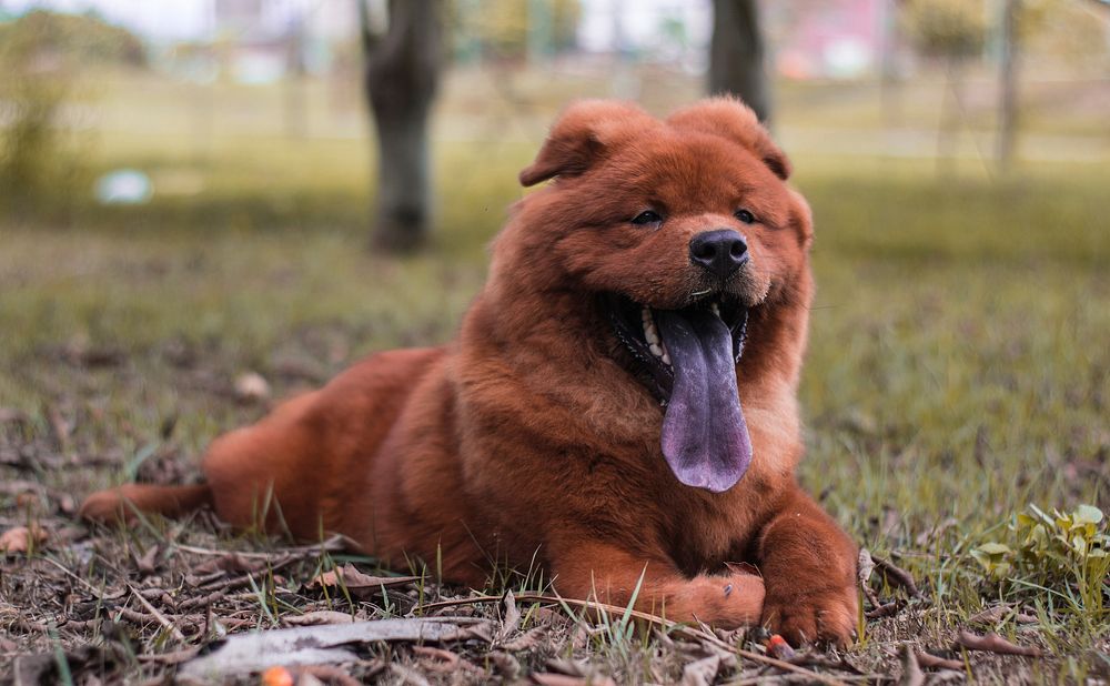 Free brown dog lying on dry grass ground image, public domain animal CC0 photo.