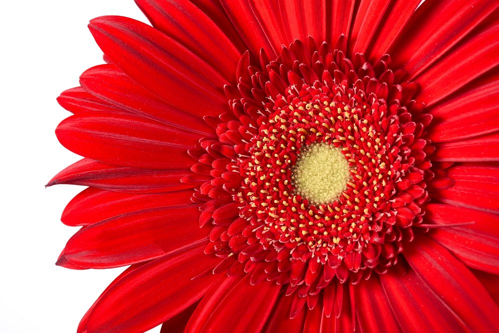 Free red daisy image, public domain CC0 photo.