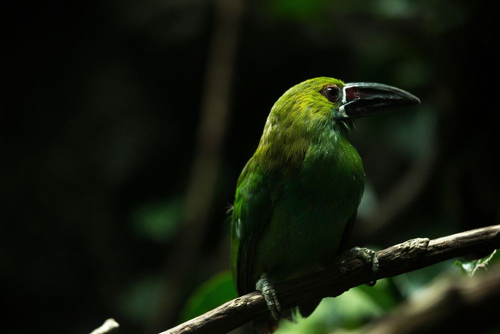 Free bee eater bird in nature background portrait photo, public domain animal CC0 image.