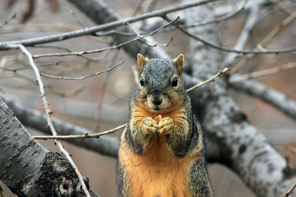 Free squirrel eating in nature background portrait photo, public domain animal CC0 image.