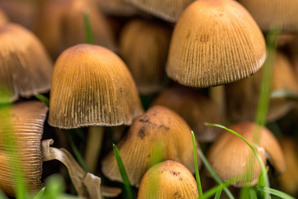 Free mushroom photo, public domain plant CC0 image.