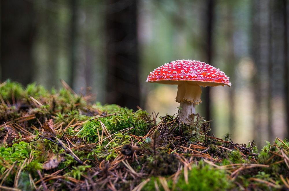 Free mushroom photo, public domain plant CC0 image.