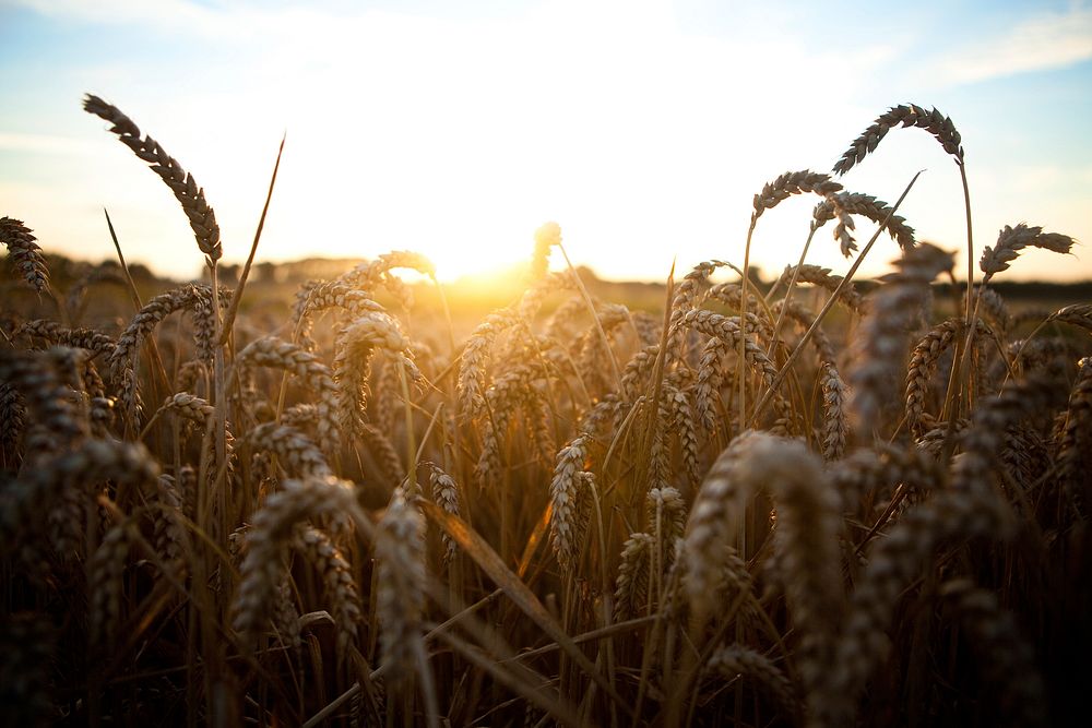 Free autumn wheat background public domain CC0 photo.