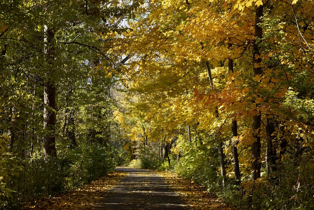 Free trees and greenery image, public domain nature CC0 photo.