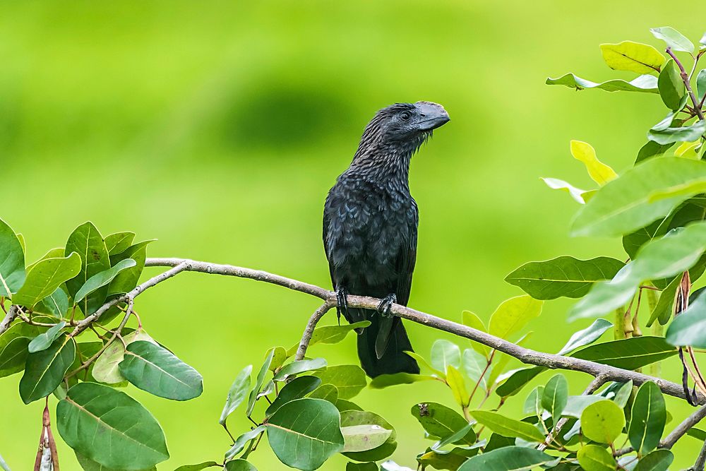 Free crow perching on branch portrait photo, public domain animal CC0 image.