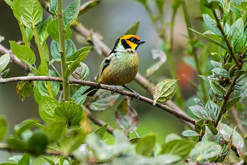 Free finch on the tree photo, public domain animal CC0 image.