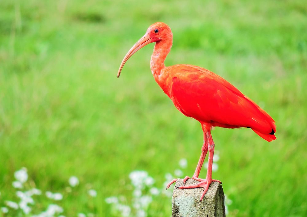 Free scarlet ibis in nature background photo, public domain animal CC0 image.