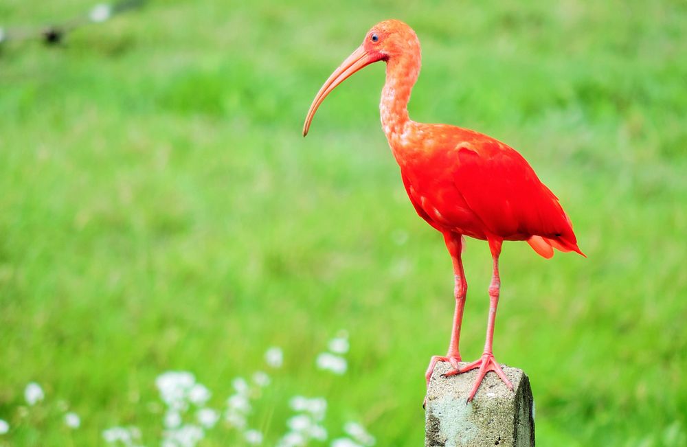 Free scarlet ibis in nature background photo, public domain animal CC0 image.