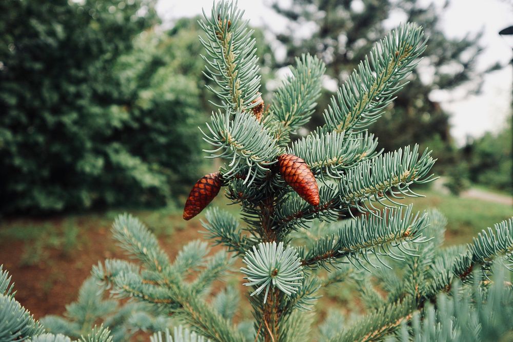 Free pine tree close up image, public domain plant CC0 photo.