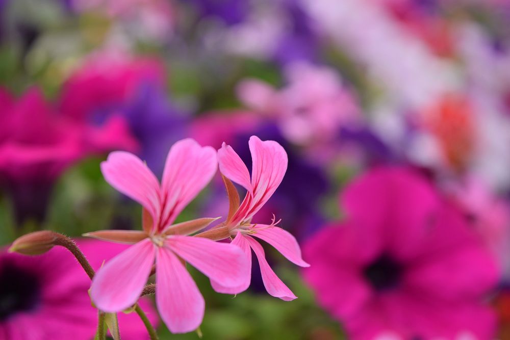 Free ivy geranium image, public domain flower CC0 photo.